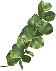 Leaf Image